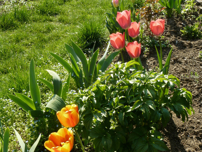 Epeldorne Elite si Carola - 2017 Aprilie_Idilic Garden