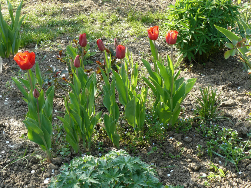 Neidentificate de anul trecut. Macar sunt perene ! - 2017 Aprilie_Idilic Garden