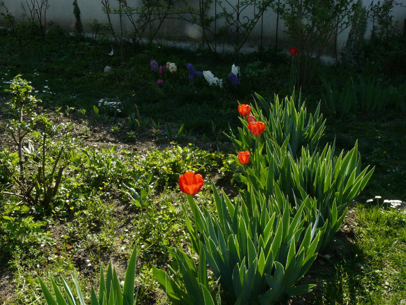 Red Apeldoorne - 2017 Aprilie_Idilic Garden