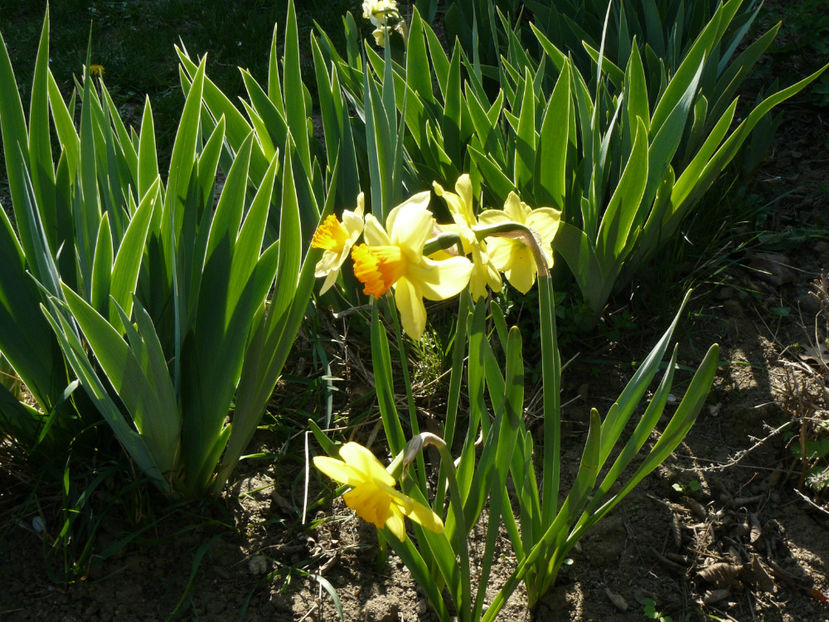 Narcissus Juanita ( gornita orange ) - 2020 Narcise