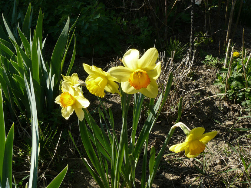 Narcissus Adventure ( gornita monocolor) - 2020 Narcise