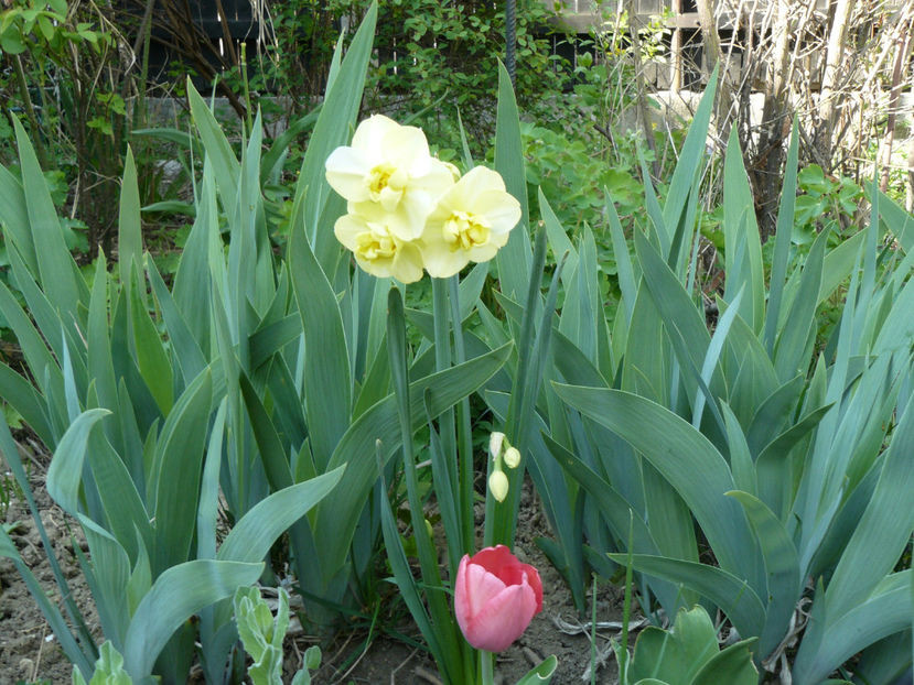 Narcissus Yellow Cherfulness - 2020 Narcise