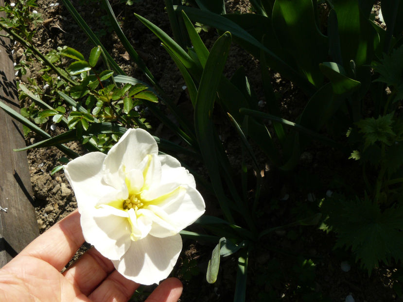 Narcissus Lemon Beauty - 2020 Narcise