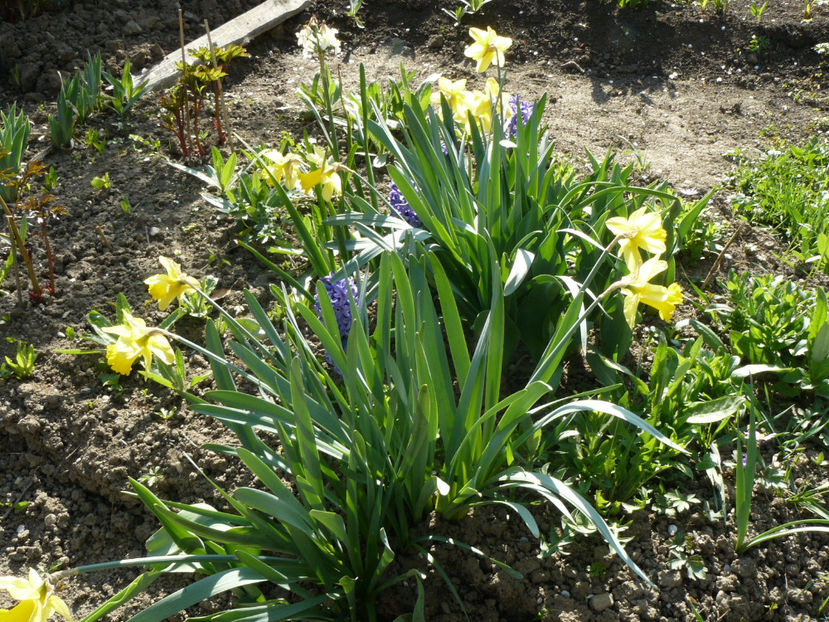 Narcissus Carlton si Blue Delf - 2017_Aprilie_Gradina Rozelor