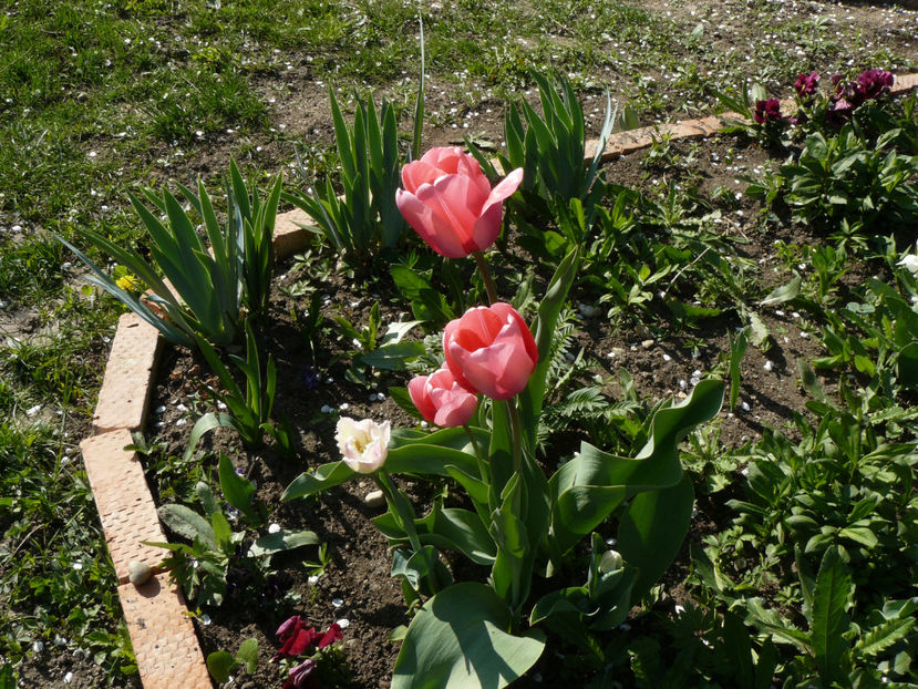 Tulip Pink Perfection -perena ! - 2017_Aprilie_Gradina Rozelor