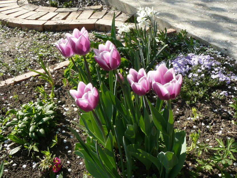 Parca ar fi Synaeda Blue ! - 2017_Aprilie_Gradina Rozelor
