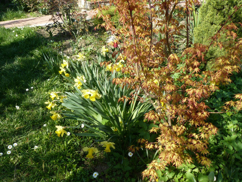 Acer Katsura - 2017_Aprilie_Gradina Rozelor