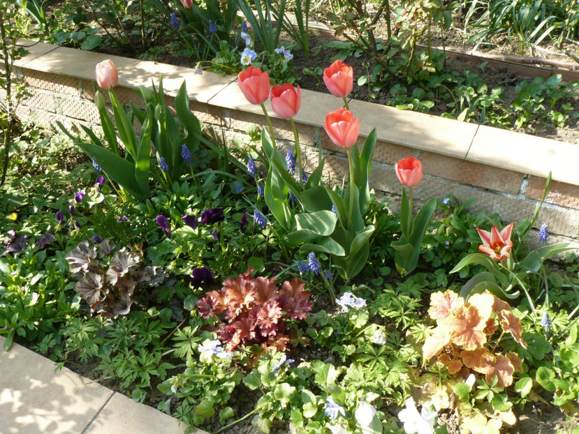 Tulips Carola - 2017_Aprilie_Gradina Rozelor