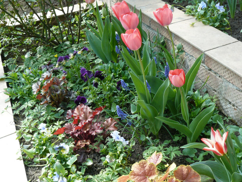 Tulips Carolla - 2017_Aprilie_Gradina Rozelor