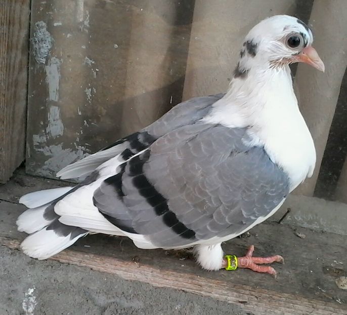 din cazator și moriscara - z1-pui 2015 2016 2017 2018