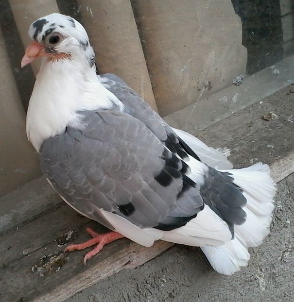 2017-04-06 15.14.34 - z1-pui 2015 2016 2017 2018