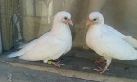 din moriscari - z1-pui 2015 2016 2017 2018