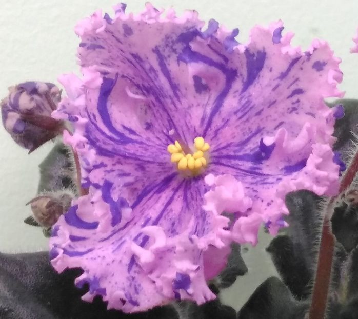 Prima floare uriasa... - RS Zabiyaka