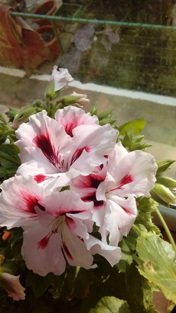 1491488377701-164557804 - 2017