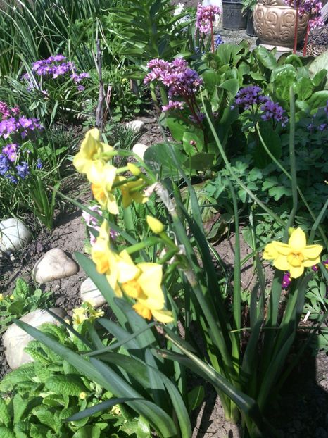  - 01-Flori din curtea mea 2017