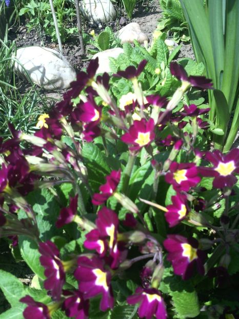  - 01-Flori din curtea mea 2017