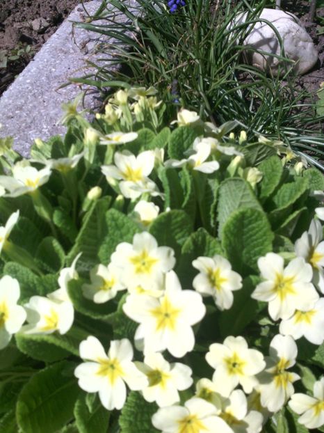  - 01-Flori din curtea mea 2017