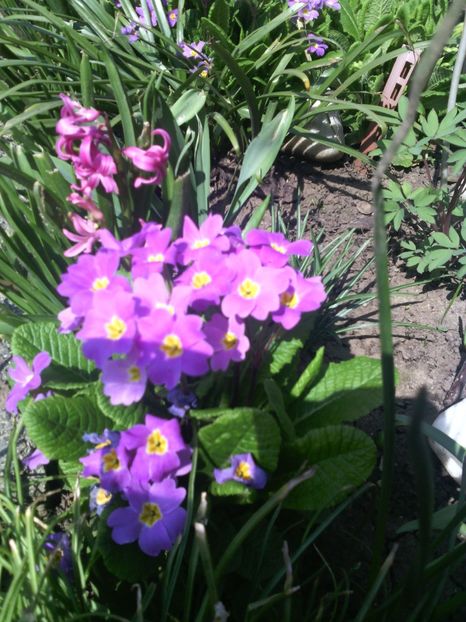  - 01-Flori din curtea mea 2017