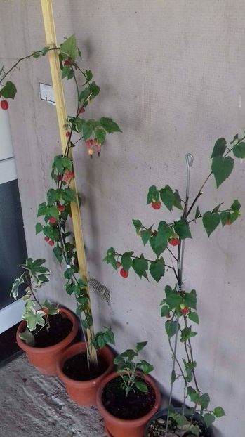  - abutilon