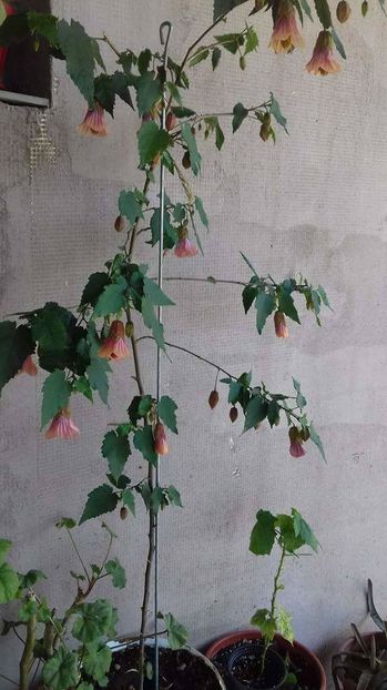 hunington - abutilon