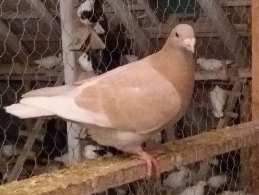 F-2016-vanduta - 5-AMERICAN SHOW RACER