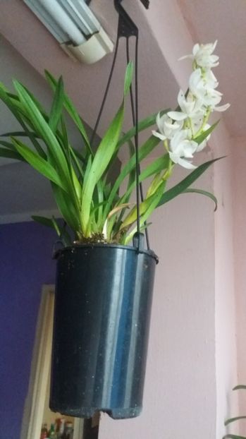  - Cymbidium