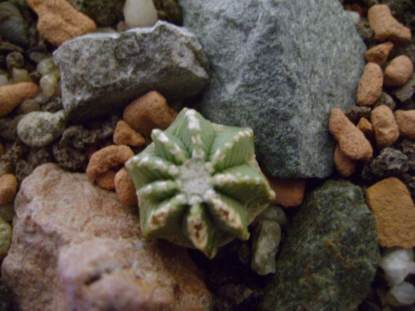 Aztekium hintonii, San Jose del Rio Galeana, Mx - Cactusi 2017
