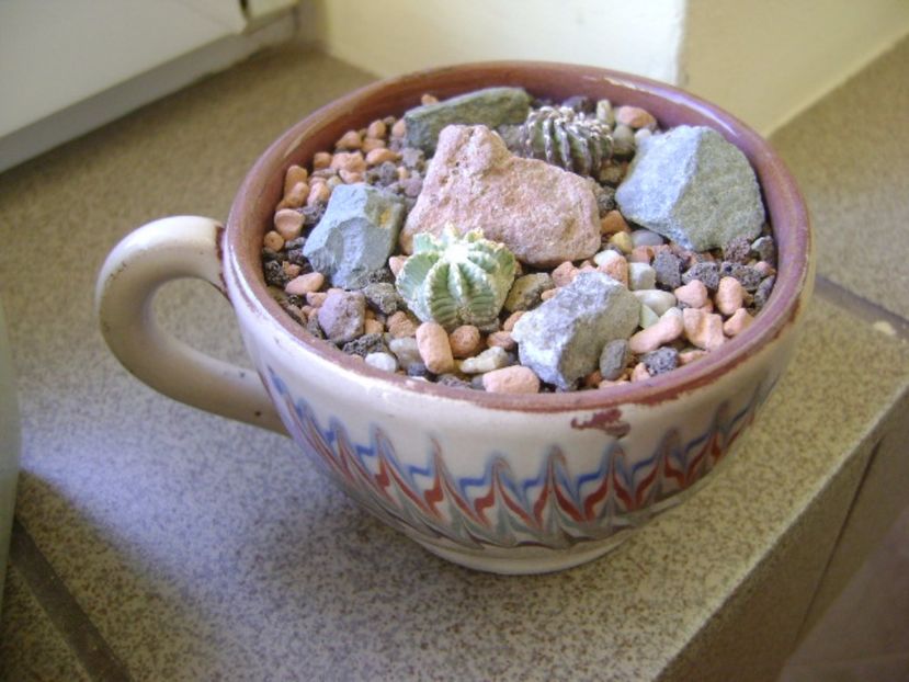 Geohintonia mexicana & Aztekium hintonii, San Jose del Rio Galeana, Mx - Cactusi 2017