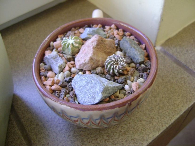 Geohintonia mexicana & Aztekium hintonii, San Jose del Rio Galeana, Mx - Cactusi 2017