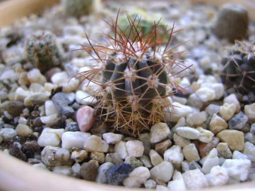 Melocactus azureus - Cactusi 2017