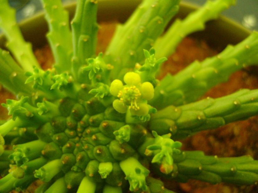 Euphorbia flanagani - Caudiciforme si bulbi 2017