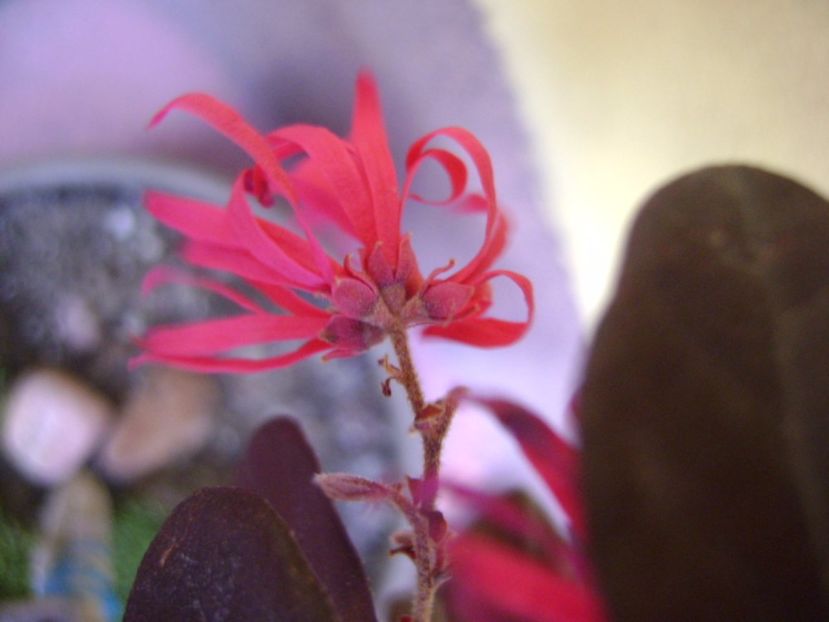 Loropetalum chinensis - Primavara 2017