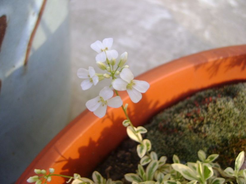 Arabis ferdinandi-coburgi variegata - Primavara 2017