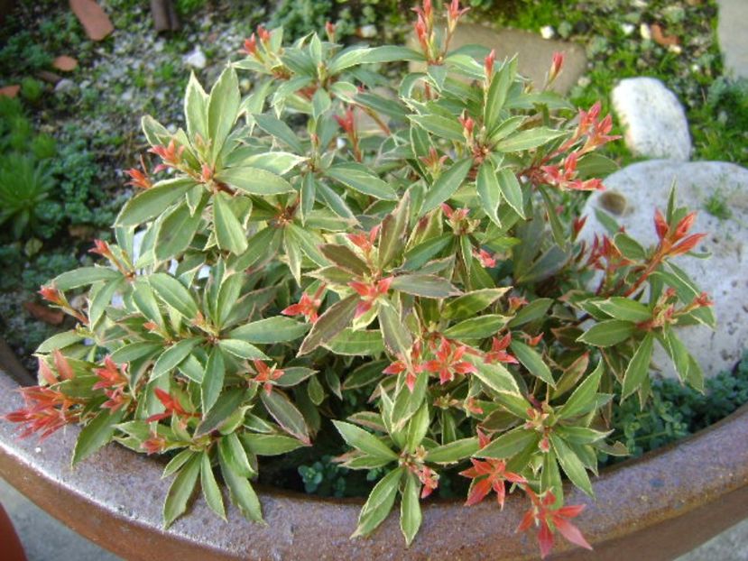 Pieris japonica - Primavara 2017