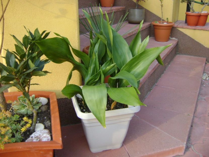 Aspidistra elatior - Primavara 2017