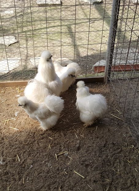 2017-04-06 15.17.46 (2) - 3--matase japoneza