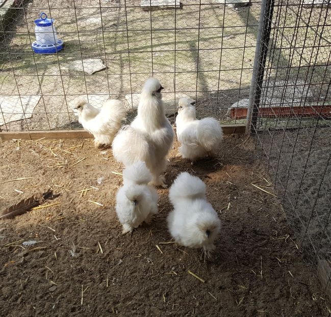 2017-04-06 15.17.47-2 (2) - 3--matase japoneza