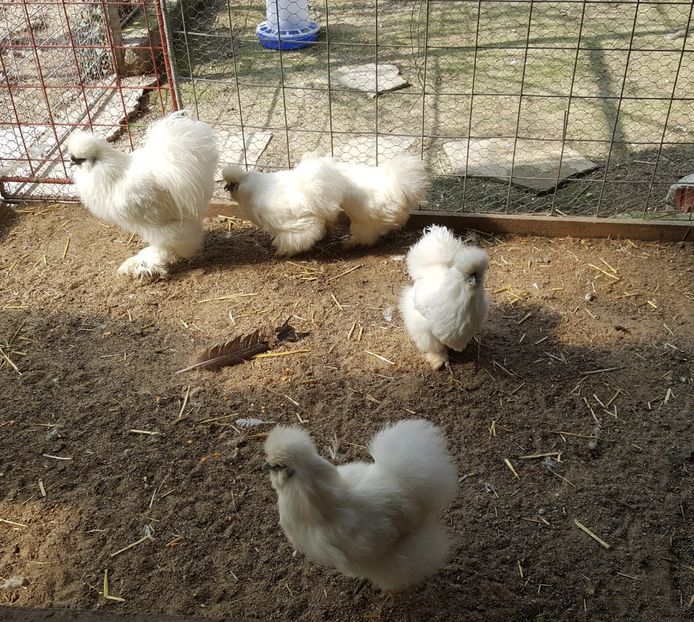 2017-04-06 15.17.56 (2) - 3--matase japoneza