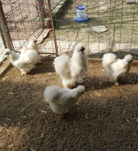 2017-04-06 15.18.05 (2) - 3--matase japoneza