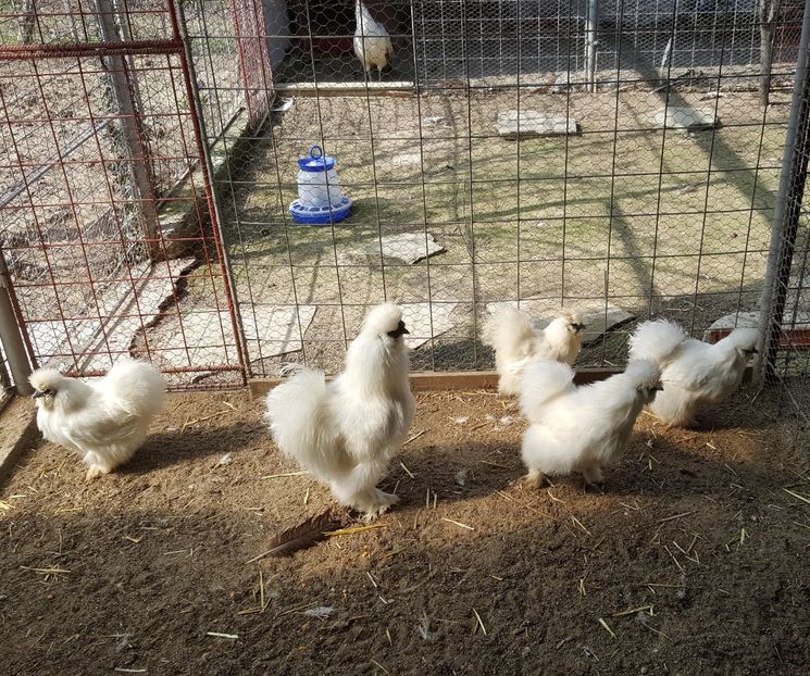 2017-04-06 15.18.14 (2) - 3--matase japoneza