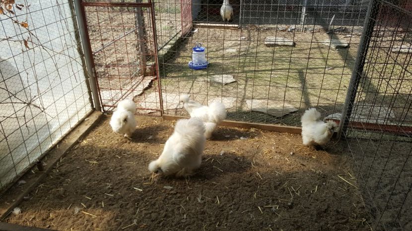 2017-04-06 15.18.27 - 3--matase japoneza