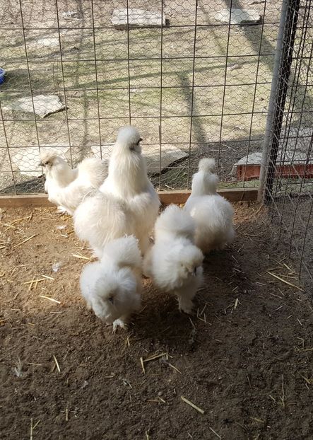 2017-04-06 15.17.47-1 (2) - 3--matase japoneza