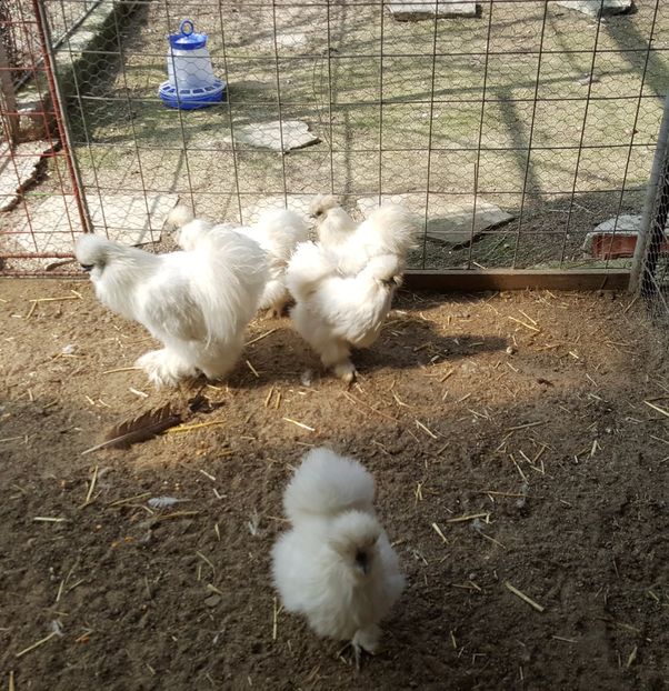 2017-04-06 15.17.55 (2) - 3--matase japoneza