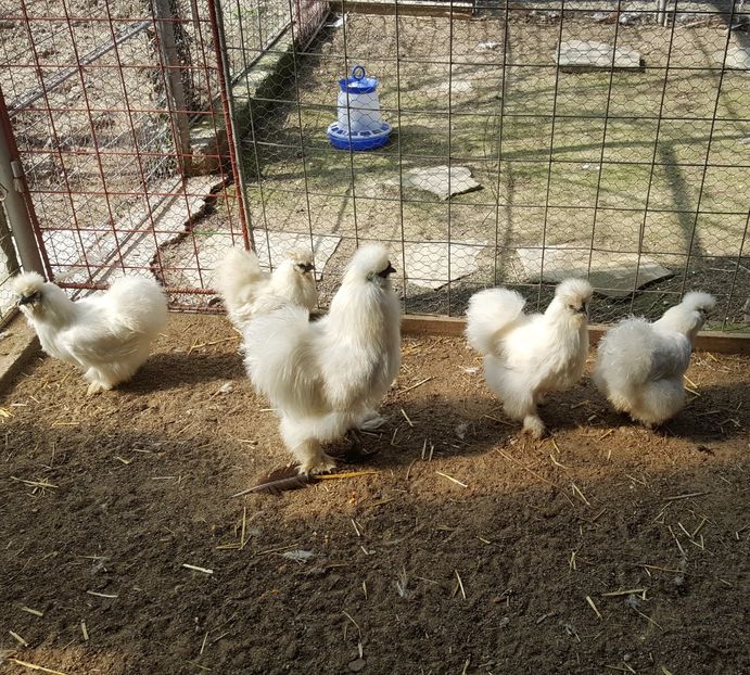 2017-04-06 15.18.10 (2) - 3--matase japoneza