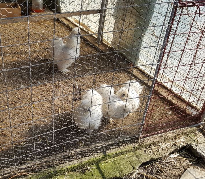 2017-04-06 16.47.48 (2) - 3--matase japoneza