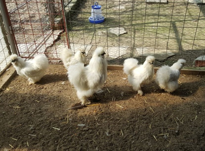 Screenshot - 06.04.2017 , 20_35_44 - 3--matase japoneza