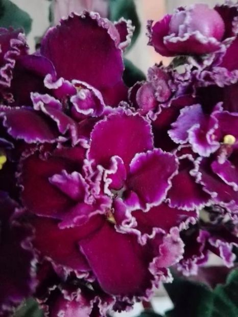 6 apr - AA VIOLETE de COLECTIE