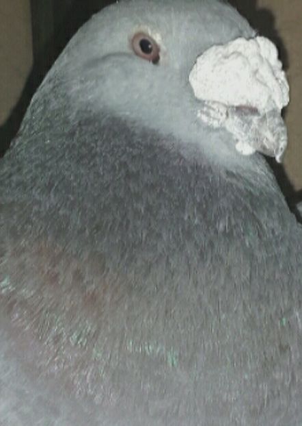 MASCUL 2015 - PENTRU CRESCATORII CARE SE RESPECTA