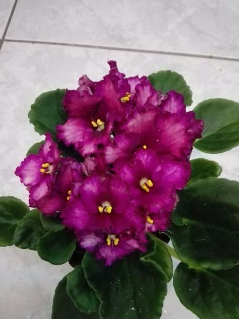 6 apr - AA VIOLETE de COLECTIE