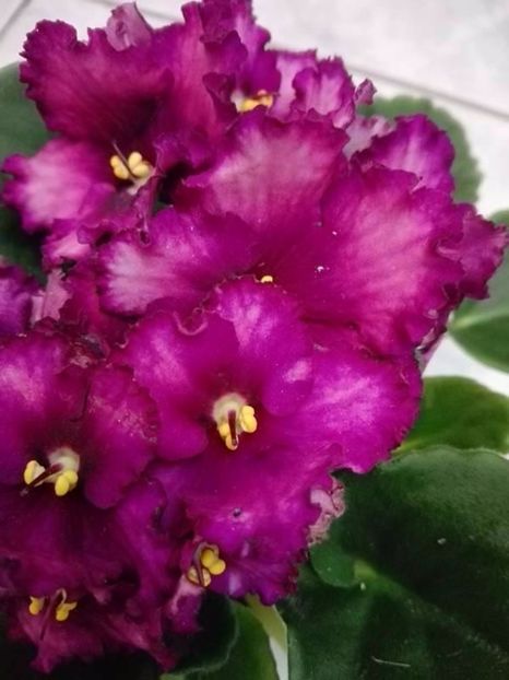 6 apr - AA VIOLETE de COLECTIE